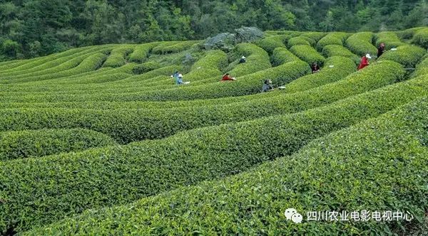 四川广元富硒茶