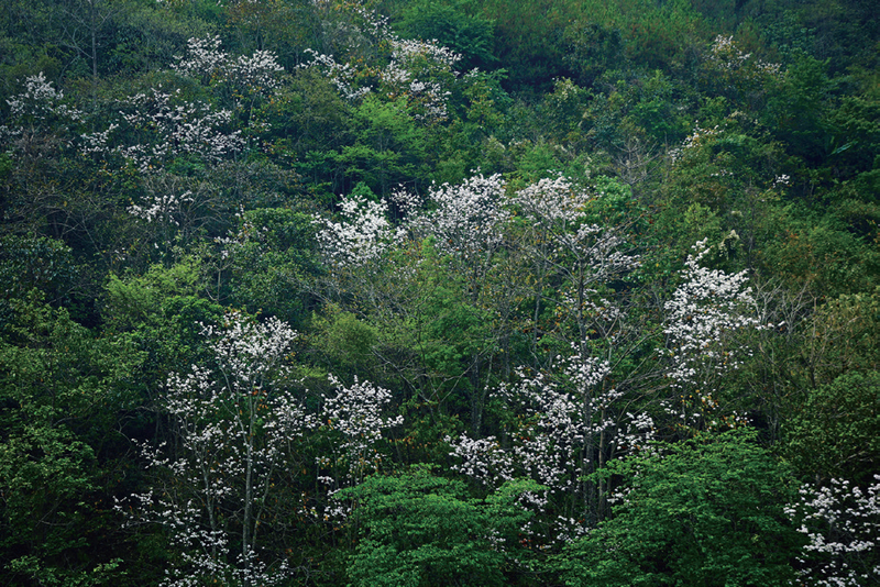 竹叶青和富硒茶