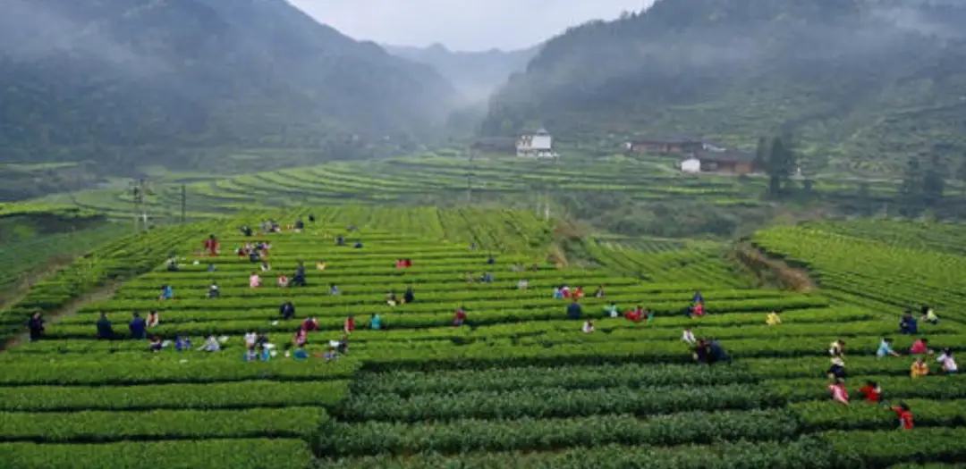 石台县野茶富硒