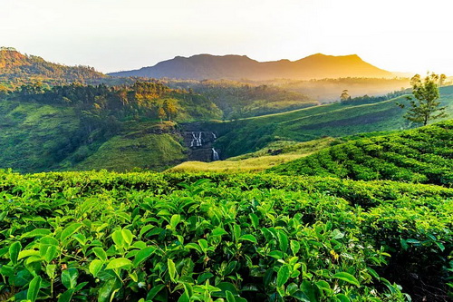 老六堡是红茶还是黑茶_黑茶泡手有什么功效