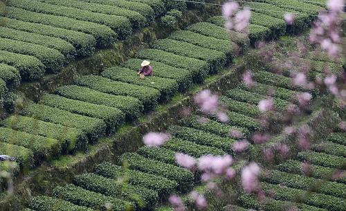 富硒茶著名品牌