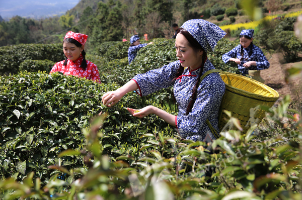 万元富硒茶品质