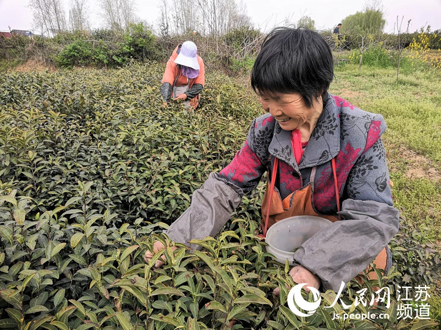 万元富硒茶品质