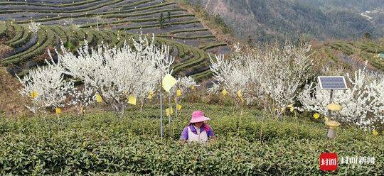 万源富硒茶带货