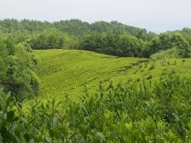 徽百年富硒野茶