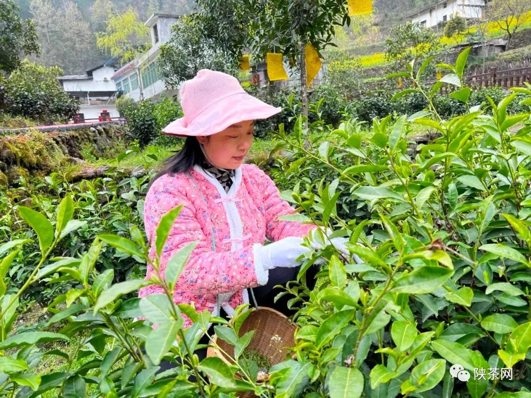 富硒茶一芽一叶