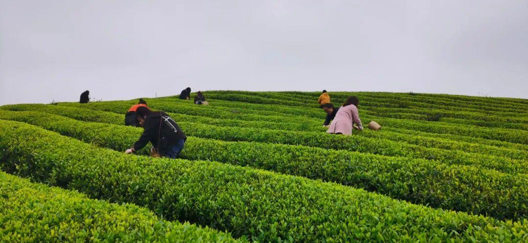 徽百年富硒野茶