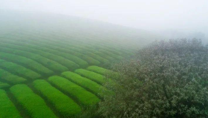 徽百年富硒野茶