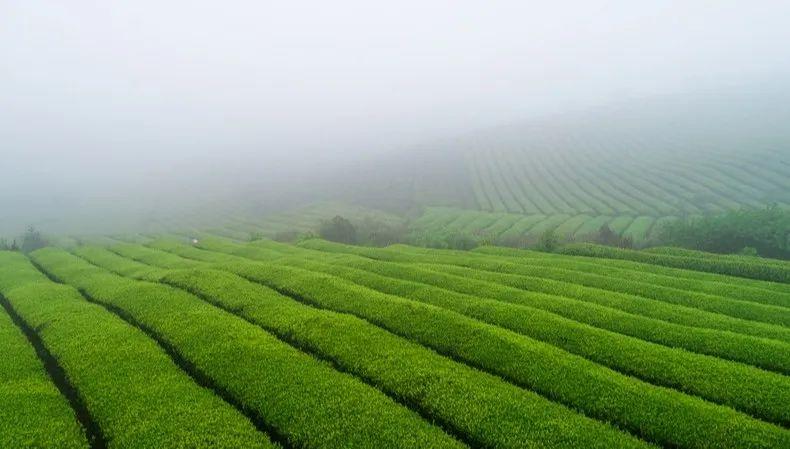 徽百年富硒野茶