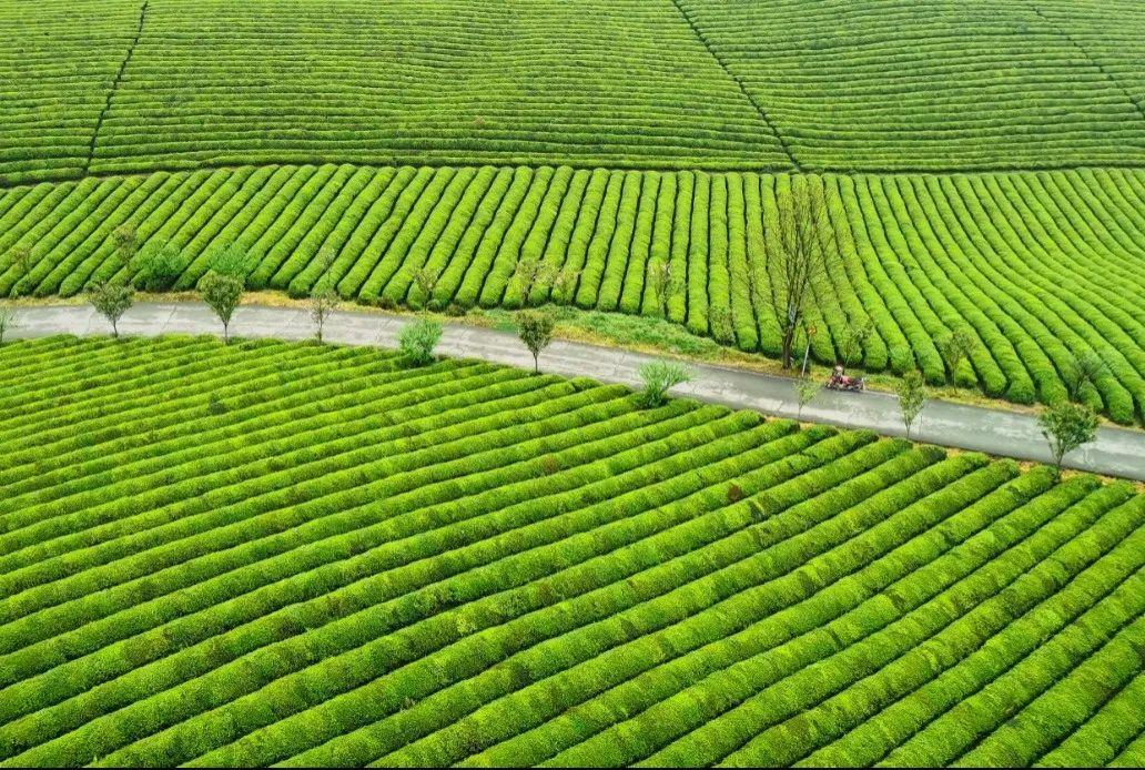 徽百年富硒野茶