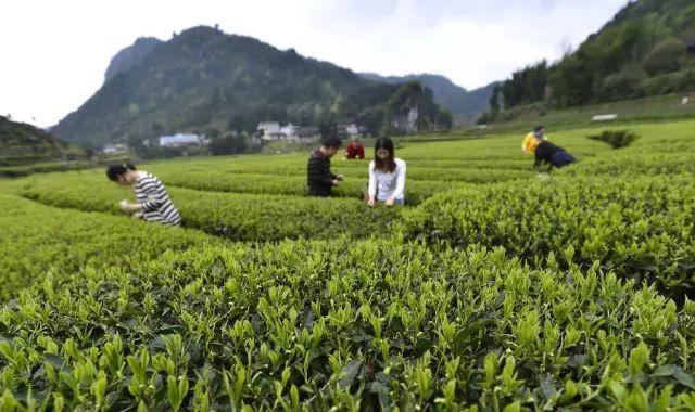 徽百年富硒野茶