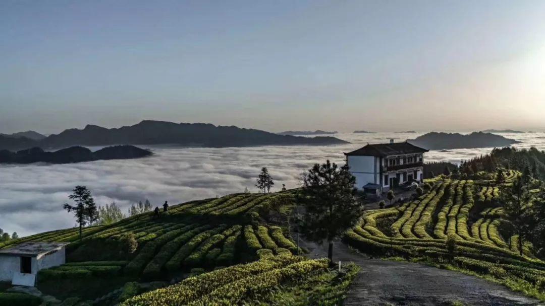 徽百年富硒野茶