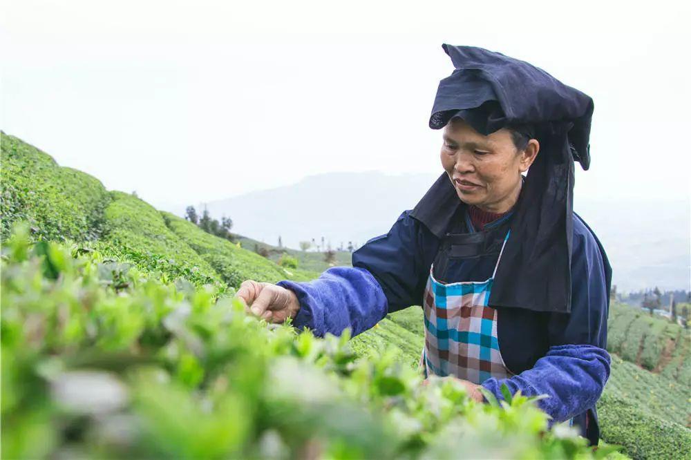 徽百年富硒野茶