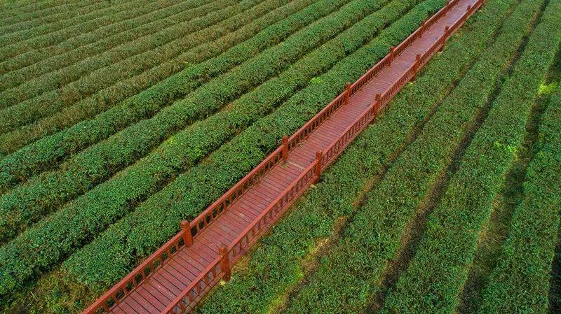 徽百年富硒野茶