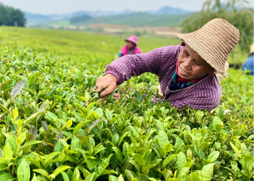 徽百年富硒野茶