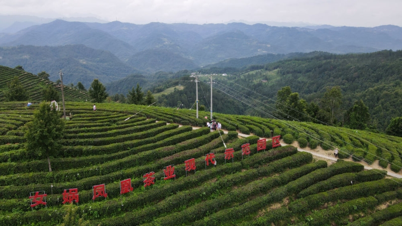 千年富硒老葛茶