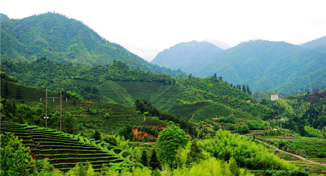 徽百年富硒野茶