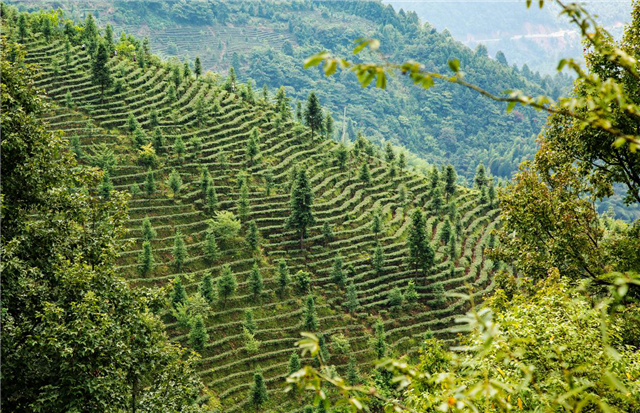 徽百年富硒野茶