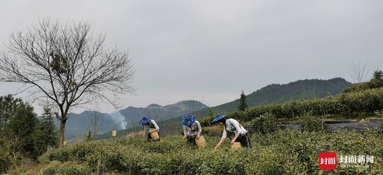 万源富硒茶官网