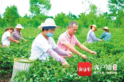 三亚富硒生茶饼