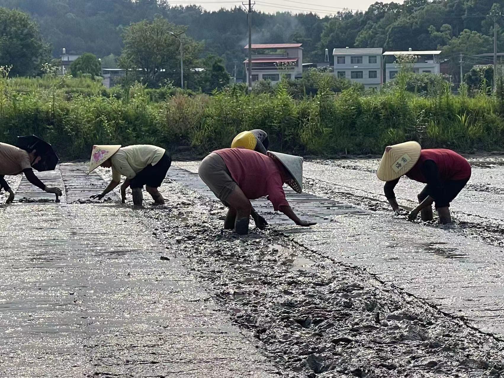 湖北 富硒大米