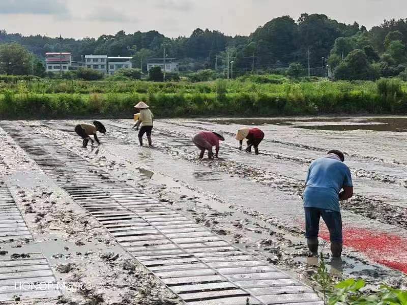 湖北 富硒大米