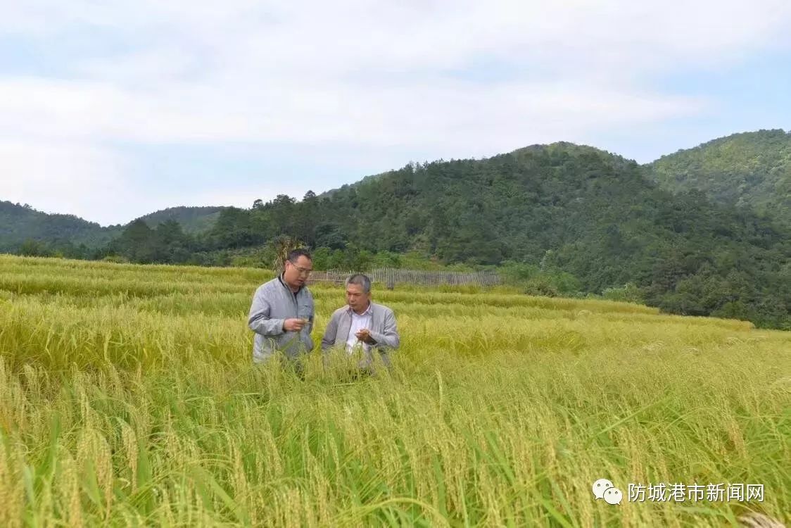 袁隆平大米富硒