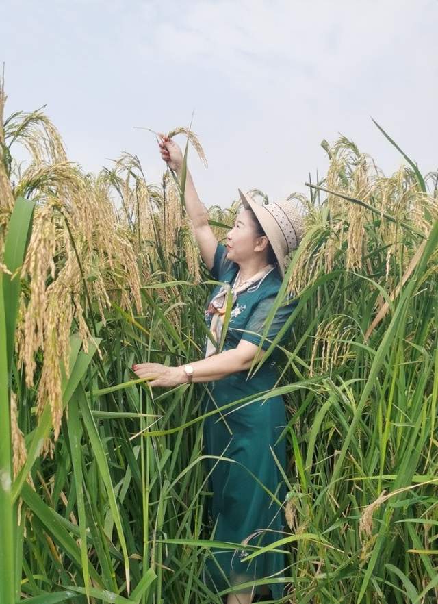 菏泽富硒锌大米