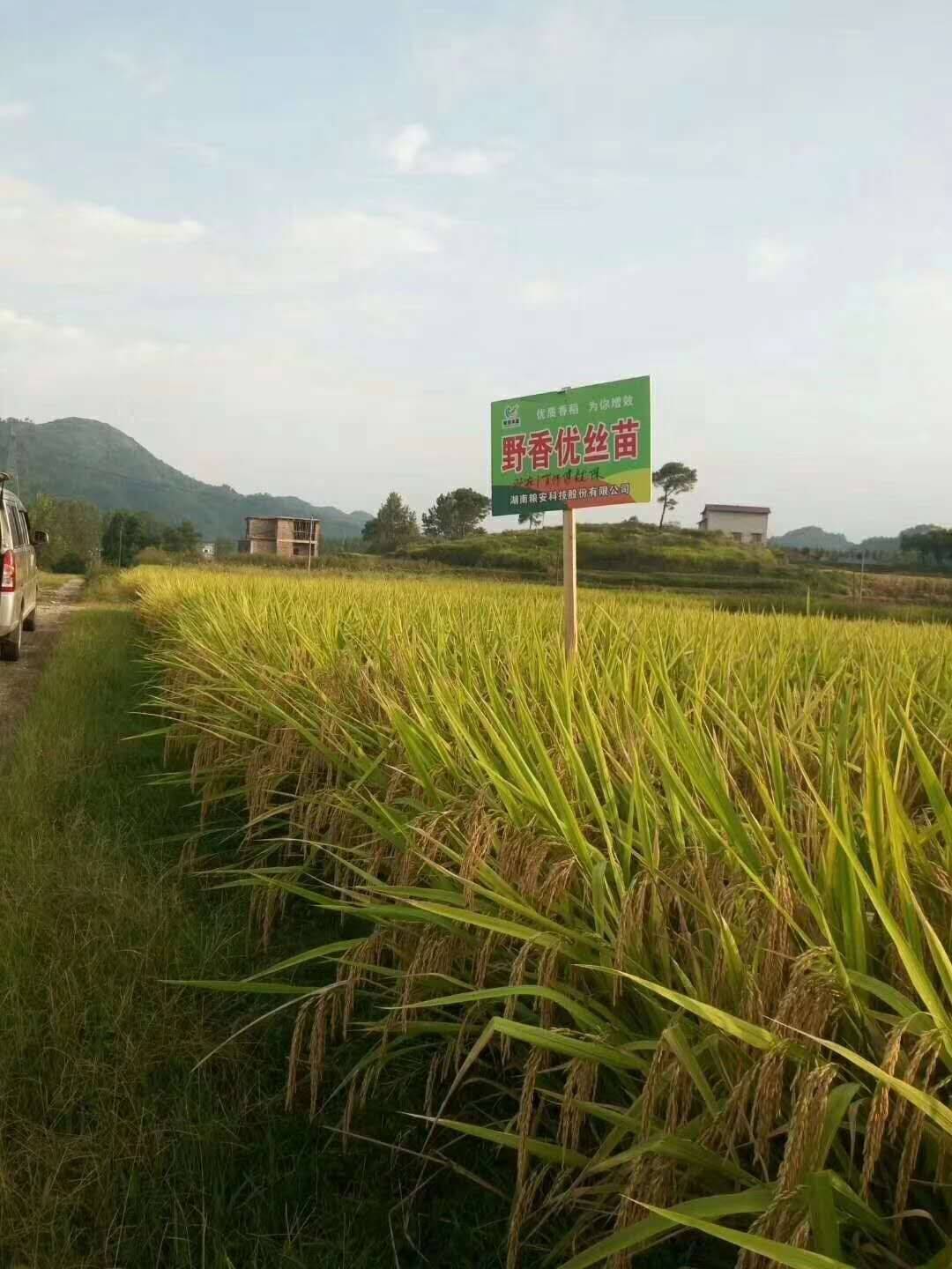 大山村富硒大米