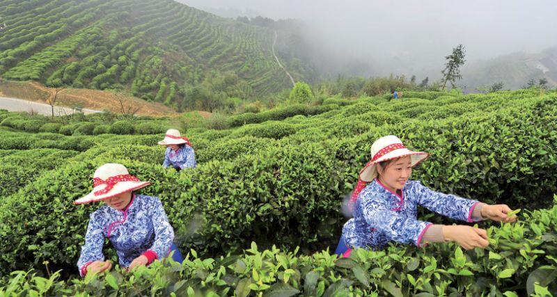 江津富硒农大米