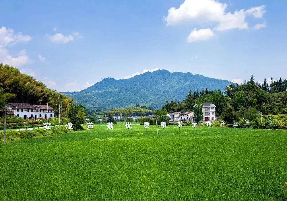 滦河川富硒大米