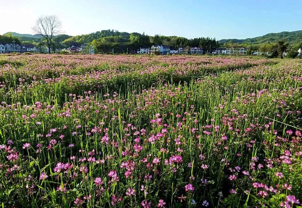 滦河川富硒大米