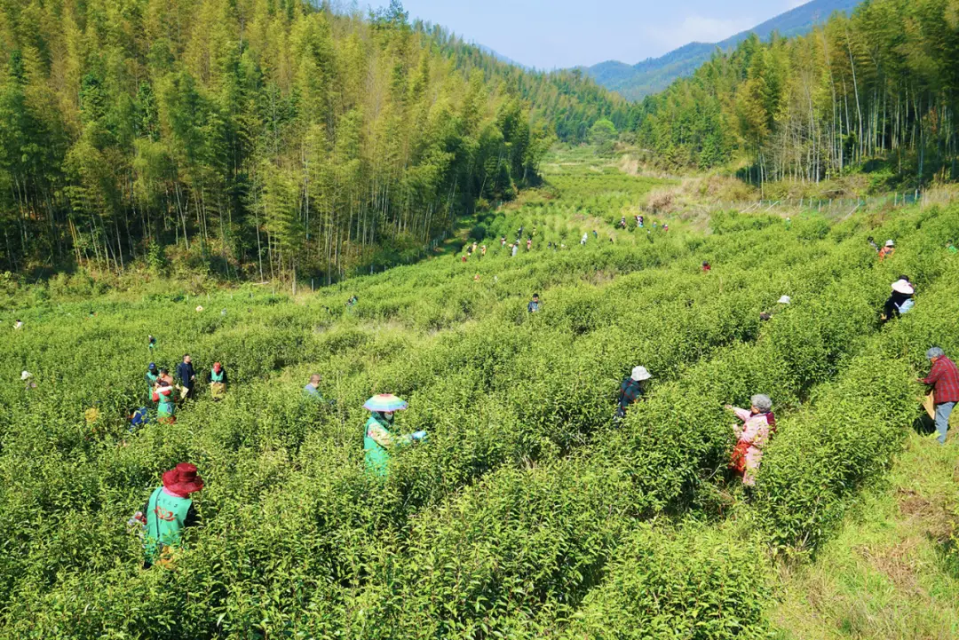 黑芝麻富硒大米