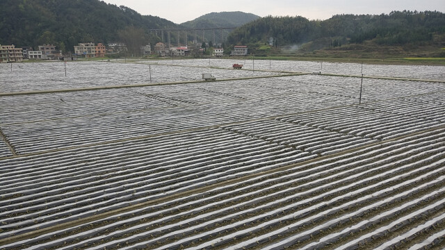 富硒大米新模式