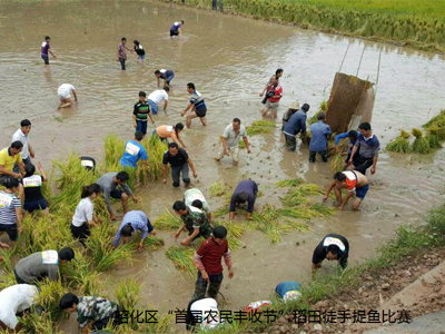 王家贡米：稻鱼共生，粮渔双赢