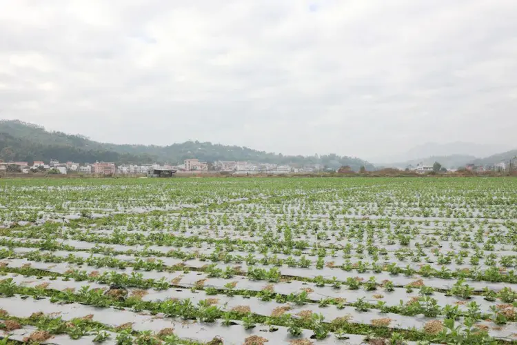 龙潭镇富硒大米