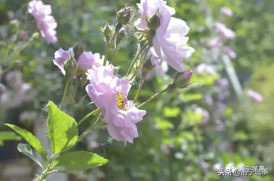 西子湖富硒大米