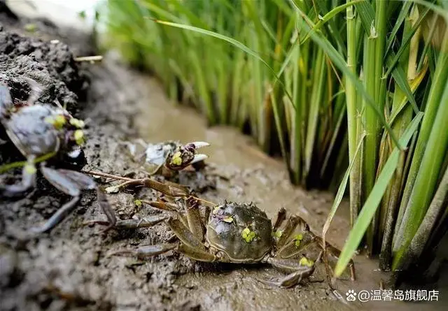 辽东湾富硒大米