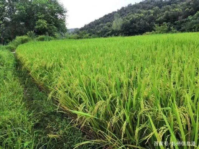 莲花山富硒大米