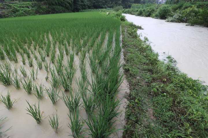 农科院大米富硒