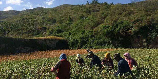 辽宁有机小米哪里好,小米