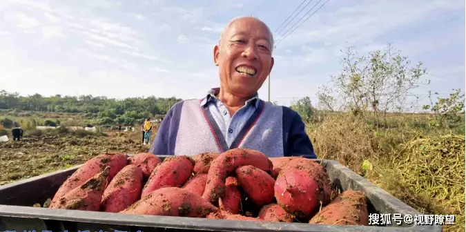 富硒地瓜片厂家