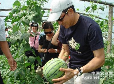 黄瓜病虫害防治