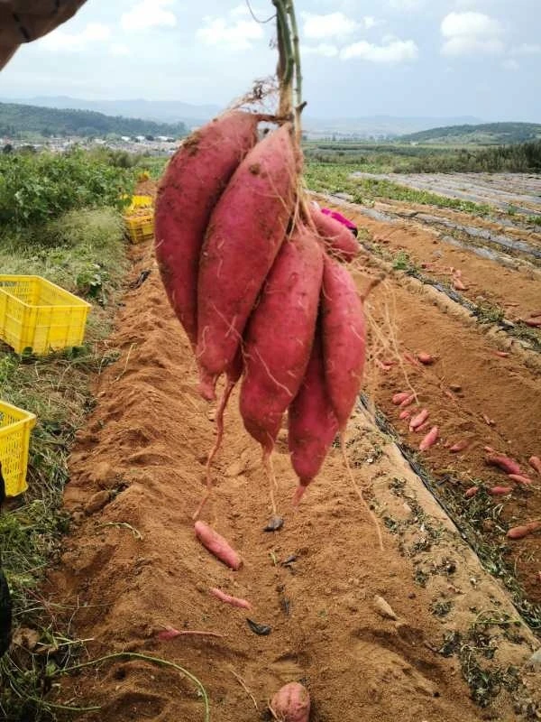 富硒烤地瓜批发