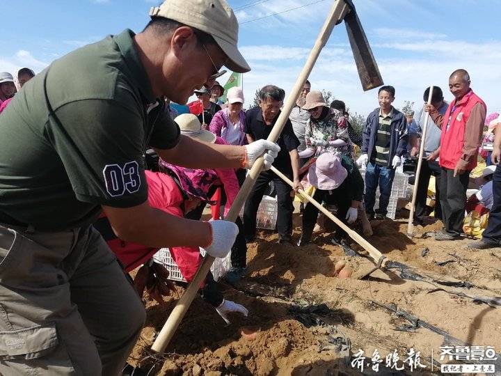 富硒流油烤地瓜