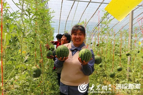 富硒地瓜供应商