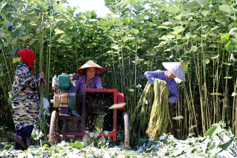 黑龙江富硒地瓜