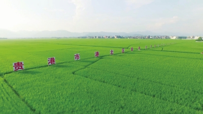 临沭富硒地瓜干