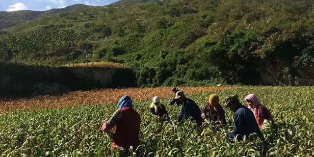 宁夏农家富硒小米,小米