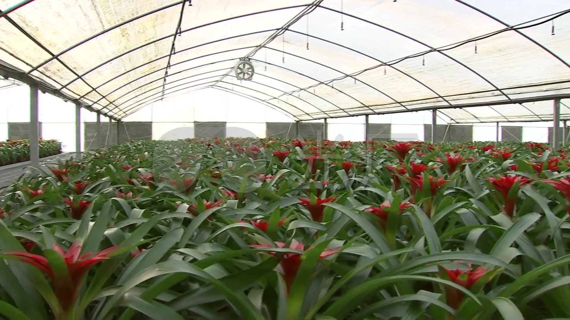 永城面粉厂富硒